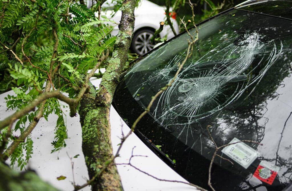 tree on top of car
