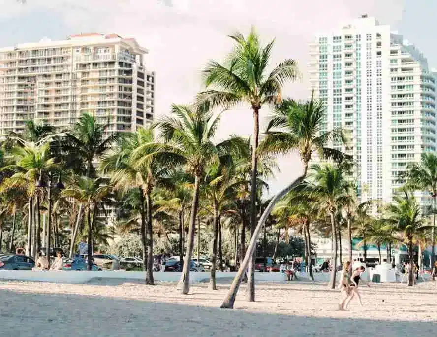 palm trees on a beach
